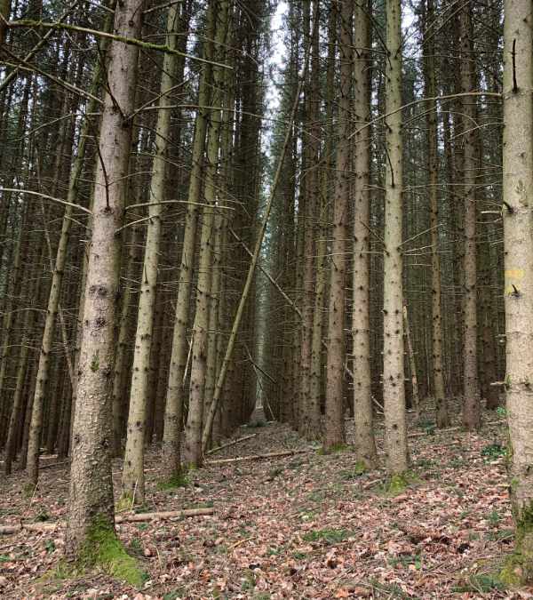 Holz Holz
