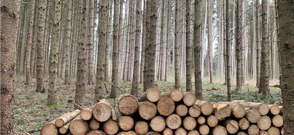 Holz Holz