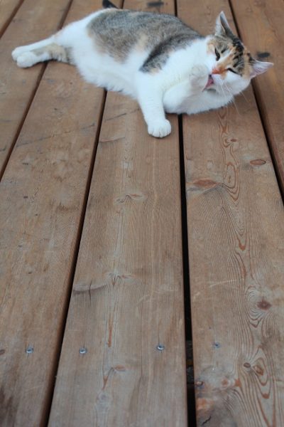 Terrasse Katze II